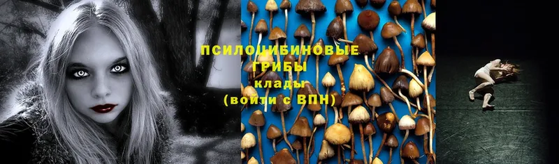 Галлюциногенные грибы Psilocybine cubensis  Курган 